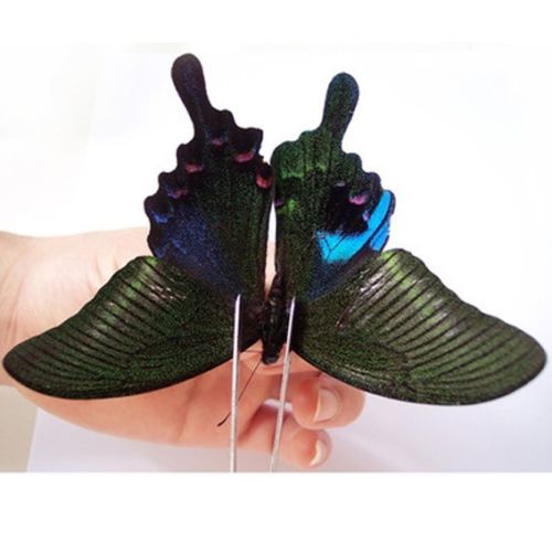 Papilio arcturus (bilateral aberrant, perhaps hybrid with Papilio bianor, ebay 2) (Internet Image property of respective owner, non-commercial use only)